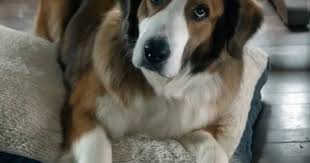 Rags The Dog In Love The Coopers Australian Shepherd St Bernard Mix
