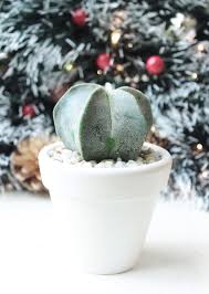 Miniature phalaenopsis orchids bloom in the fall and spring by producing spikes with many flowers lasting about two months. Pin By Riswi Haryatfrehni On Stuff To Buy In 2021 Garden Care Cactus Windowsill Garden