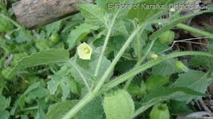 Image result for Physalis lagascae