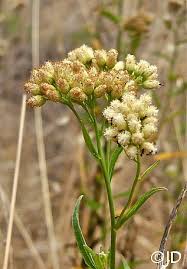 Image result for Boscia salicifolia