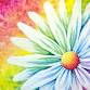Paint Nite: Rainbow Daisy III event image