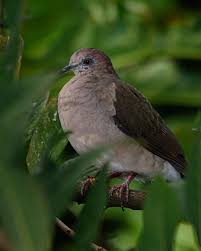 Image result for Adenodolichos punctatus