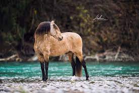 Suche buckskin oder falbe farbenes pferd. Pin On Pferdefotografie