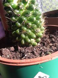 Cylindropuntia fulgida, the jumping cholla, also known as the hanging chain cholla, is a cholla cactus native to sonora and the southwestern united states. What Kind Of Cactus Is This And Why Are These Black Bumps Forming On It Gardening Landscaping Stack Exchange