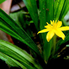 Image result for Curculigo pilosa