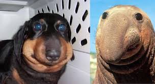 Don T Let Your Dog Eat Bees Dog Bee Sting Your Dog Funny Animals
