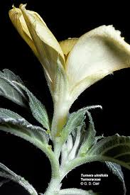 Image result for Turneraceae