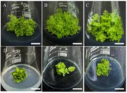 Image result for Hypolepis sparsisora