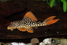 Scobinancistrus Aquarium Fish Pleco Fish Aquarium Catfish
