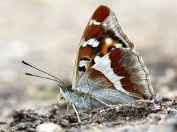 Image result for Apatura iris