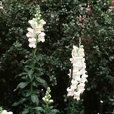 Image result for Antirrhinum