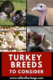 11 11 Turkey Breeds You Need To Know About If You Plan To