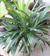 Selain cawangan pokok dan telur, anda juga. Pandan Ditanam Tanpa Tanah Pun Boleh Hidup Merimbun Ni Caranya Boleh Cuba Keluarga