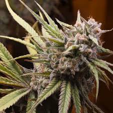 Our years of experience allow us to bring you consistently premium clones from both popular and emerging genetic lines that will perform well in a variety of settings. Yerba Buena Posts Facebook