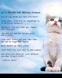 I know you are sad because i went away from my home. Cat Prayers For Humans Prayers For Grieving I Love Cats Cats