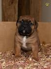 Bullmastiff Puppies for Sale - Adoptapet