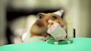 Customize your avatar with the hamster looks at camera! Funny Hamster Looking At Camera Novocom Top