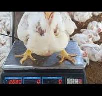 Engorde Pollos en 30 Dias