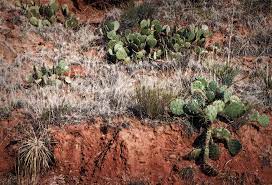 Nestled in the texas panhandle less than an hour from amarillo, palo duro canyon seemingly descends out of nowhere: Palo Duro Cactus Photograph By Fred Lassmann