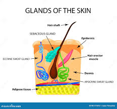 Image result for Sebaceous Gland