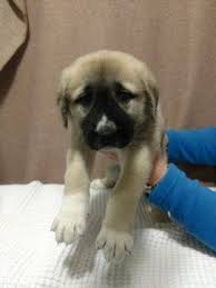 Anatolian Shepherd Puppy For Sale In Asheville Nc Adn 64130 On Puppyfinder Com Gender Male A Anatolian Shepherd Puppies Puppies For Sale Anatolian Shepherd