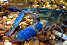 Lobster air tawar atau cherax quadricarinatus merupakan hewan avertebrata air yang memiliki pelindung tubuh berupa rangka eksoskeleton yang keras. 190 Aquaculture Ideas Aquaculture Fish Farming Aquaponics