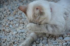 Sur la péritonite infectieuse féline (pif) chez les chats, y compris le risque facteurs, signes, symptômes, diagnostic, traitement et prévention. Peritonite Infectieuse Feline Un Traitement Antiviral Humain Prometteur Contre La Pif Chez Le Chat