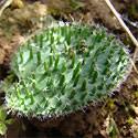 Image result for Eriospermum porphyrium