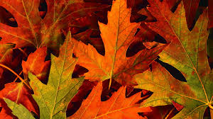 Colourful Autumn Leaves Hd Desktop Wallpaper Data Src Thanksgiving Fall Leaves Hd 1920x1080 Download Hd Wallpaper Wallpapertip Choose from and download our handpicked thanksgiving images for free.