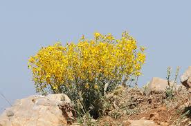 Image result for Hypericum peplidifolium