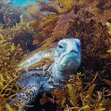 Ketika kita bertanya kepada orang tentang laut, kebanyakan dari mereka akan membayangkan kehidupan di laut di daerah tropis dengan pasir putih yang terhampar dan air yang hangat dan jernih. Dronehub My Gambar Hidupan Laut Ini Diambil Menggunakan Facebook