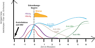 It can cause both acute and chronic infection. Hepatitis B Als Beispiel Einer Virusinfektion