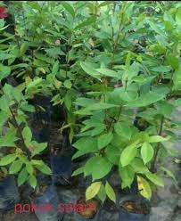 Antioksidan yang terdapat di dalam daun salam dapat membantu mencegah kanker. Daun Salam Syzygium Jual Beli Anak Pokok Dan Bunga Facebook