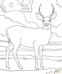 Keep your kids busy doing something fun and creative by printing out free coloring pages. Mule Deer Coloring Page Free Printable Coloring Pages Coloring Library