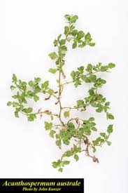 Image result for Acanthospermum australe