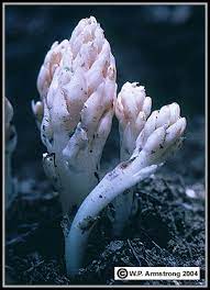 Choose from 140+ white white fungus graphic resources and download in the form of png, eps related searches:white smoke white flower white background white white heart fungus white. Fungus Flowers