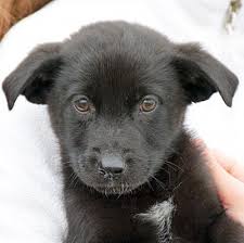 German shepherds puppy female 8 weeks old akc registred first shots deworming vet health certificate black and red. Huntley Il German Shepherd Dog Meet Carol A Pet For Adoption German Shepherd Dogs German Shepherd Puppies Dog Adoption