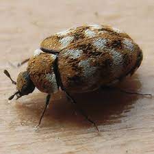 I wanted to know how small a fm spy bug could be build when manually assembled. Pest Advice For Controlling Carpet Beetle