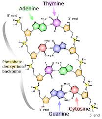 According to chargaff's rule, a 3. Dna Structure Overview Diagrams Expii