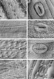 Image result for Eragrostis caespitosa