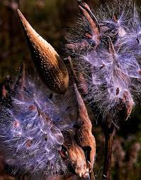 $20.00 sold out common milkweed, asclepias syriaca seeds. Autumn Milkweed Pods Milkweed Pods Milkweed Seed Pods