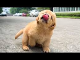 Cute puppies in this compilation of funny puppy videos. Funniest Cutest Golden Retriever Puppies 13 Funny Puppy Videos 2020 Golden Retriever Daily