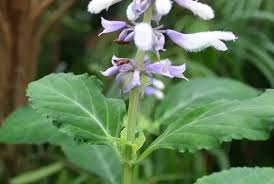 Image result for Salvia