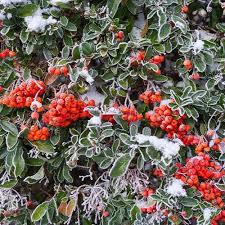 Image result for Pyracantha coccinea red column