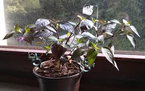 The bolivian rainbow, capsicum annuum from bolivia, beautiful looking plant that gets its name from the colours, purple tasting the bolivian rainbow chili after it has changed from purple to white. Chili Farmer Pflanzenbeschreibung Bolivian Rainbow Chili