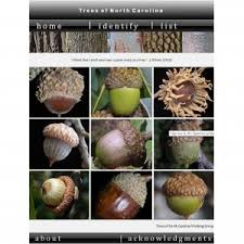 With so many varieties of trees in existence, identifying one from another can be a tricky task. Nc Tree Identification Nc State Extension