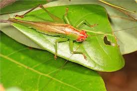 Image result for Erythrocephalum