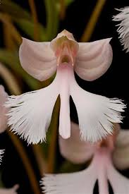 Image result for Habenaria macrura