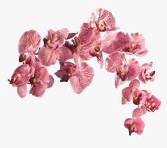 Free website themes & skins created by the stylish community on userstyles.org. Aesthetic Flower Png Transparent Png Kindpng