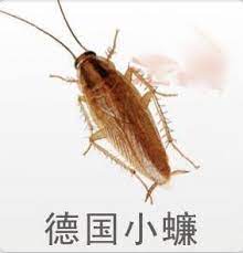 (mainland china, internet slang, acg). ç‚ºä»€éº¼å¾·åœ‹å°è Šå¾ˆé›£æ»… æ¯æ—¥é ­æ¢